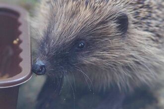 Baby hedgehog. Image by Gillian Day.