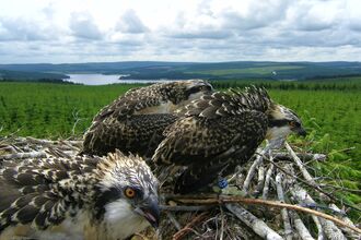 Two ospreys sitting on a nest with forest behind. Image by Forestry England.