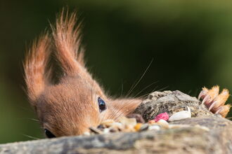 Red squirrel peeping over the top of a log. Image by Charles Thody.
