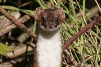 Stoat looking at the camera with grass behind.