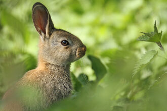 Sidewards headshot of a rabbit. Image by Jon Hawkins.