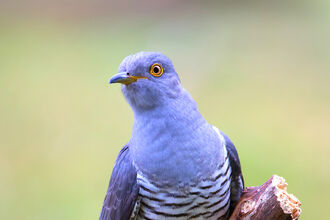 Cuckoo sitting on a tree branch.