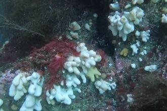 An underwater photo of dead mans fingers coral.