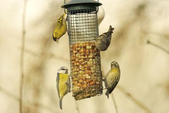 Three siskins and a blue tit on a bird feeder. Image by Derek Moore.