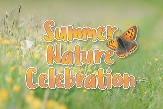 Banner reading ‘Summer Nature Celebration’ over a meadow of wildflowers, with a butterfly in flight.