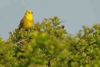 A yellowhammer, a small bird with a bright yellow throat and yellow-brown wings, sat at the top of a dense hedge