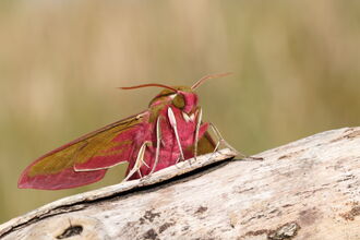 Hawkmoth on a log. Image by Vaugh Matthews.