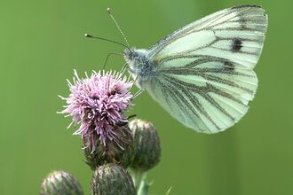 Green-veined white butterfly on a thistle. Image by John Bridges.