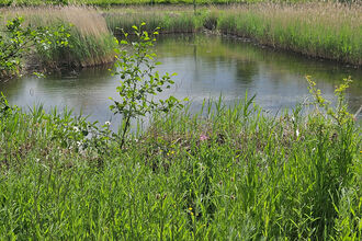 Small pond bordered by tall grasses and shrubs, with blooming wildflowers and rolling green-yellow fields under a cloudy sky.