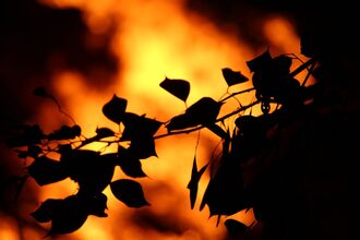 Burning leaves. Image by Saral Sahu.
