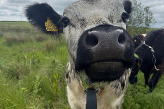 Close-up of a cow’s face with its nose near the camera, standing in a grassy field under a cloudy sky, with another cow partly visible in the background.