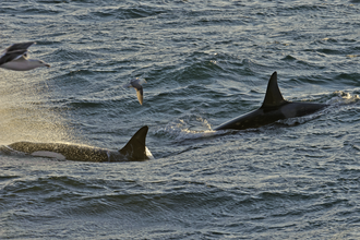 A small pod of killer whales (Orcinus orca) approaching the pelagic trawler "Charisma" in evening light. Shetland Isles. October 2011. Photo by Chris Gomersall/2020VISION