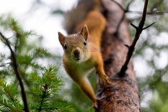 Red squirrel climbing down a tree trunk