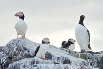 A small group of puffins sitting together on a rock.