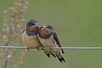 Two swallows sitting side by side. Image by Margaret Holland.