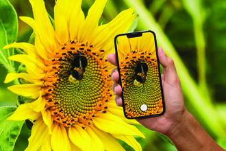 Close-up of a bee on a bright yellow sunflower, with a hand holding a smartphone that is photographing the flower and bee against a green garden background.