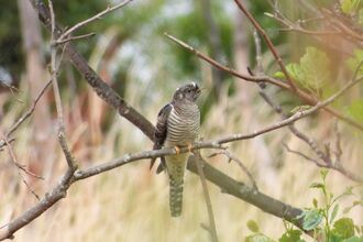 Cuckoo sitting on a tree branch. Image by Gareth Evans.