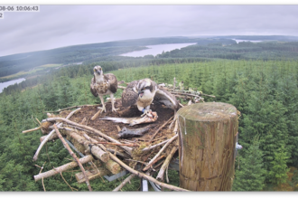 Two young ospreys sitting on the nest. One has a fish. Image by Forestry England.