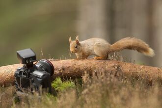 A red squirrel standing on a fallen tree, looking into a DSLR camera propped on the woodland ground.