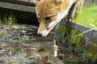 Urban fox having a drink. Image by Jamie Hall.