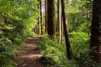 A narrow dirt path winds through a dense forest of tall evergreen trees, with sunlight filtering through the canopy and illuminating lush green undergrowth along the trail.