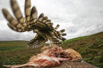Bird of prey landing on a carcass in open moorland, wings spread wide and blurred in motion under a cloudy sky.