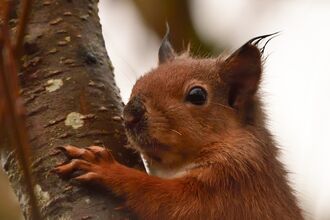 Red squirrel hanging onto the side of a tree. Image by David Wheallans.