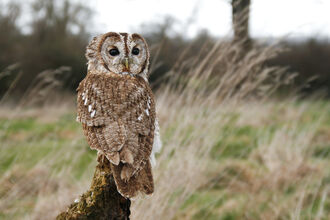 Tawny owl sitting on a post in a field. Surrey Hills Photography.
