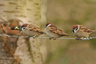 Three tree sparrows and a chaffinch sitting on a wire. Image by Rached Scopes.