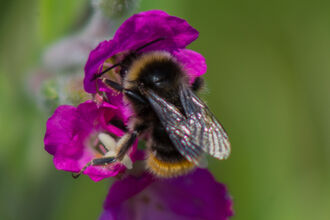 Buff-tailed bumblebee in a purple flower. Image by Sam Hockaday.