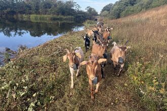 Goats walking toward the camera. Image by Helen Walsh.