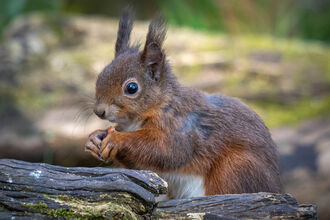 Red Squirrel sitting by a log with a nut in its hand. Image by Charles Thody Photography.