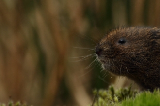 Water Vole - Luke Massey/2020VISION