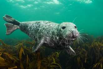 Grey seal - Alexander Mustard/2020VISION