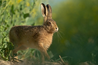 Brown hare - Andrew Parkinson/2020VISION