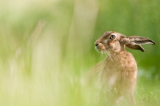 Hare - Bertie Gregory/2020VISION