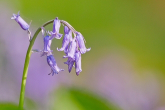 Bluebell - Ben Hall/2020VISION
