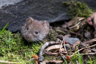 Bank vole - Donald Sutherland