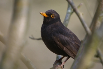 Blackbird - Neil Aldridge