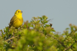 Yellowhammer - Chris Gomersall/2020VISION