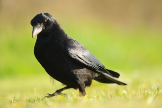 Carrion crow - Amy Lewis