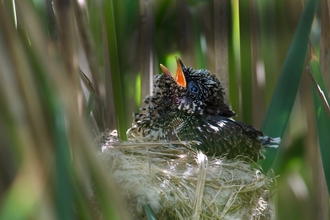 Cuckoo chick - David Tipling/2020VISION