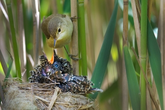 Cuckoo and chick - David Tipling/2020VISION