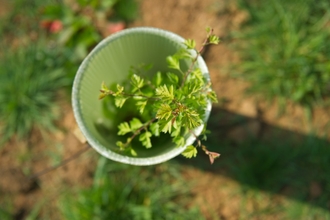 A close-up view of a small green tree growing out of a tree tube, with text reading “North East Community Forest Partnership.”