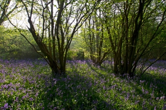 Bluebells - David Tipling/2020VISION