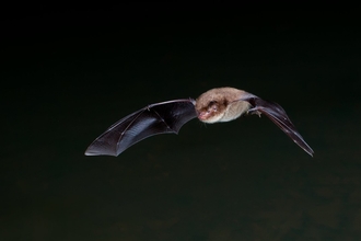 Daubenton's Bat - Dale Sutton/2020VISION