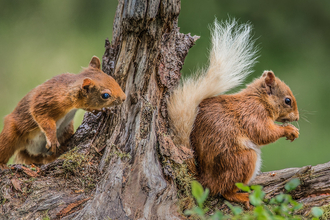 Red squirrels - Gillian Lloyd