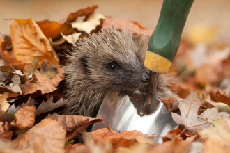 Hedgehog peering out from under autumn leaves next to garden trowel