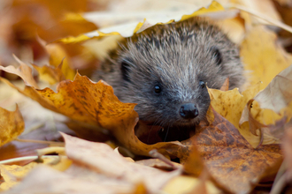 Hedgehog in autumn leaves - Tom Marshall