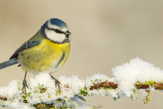 Blue tit - Mark Hamblin/2020VISION